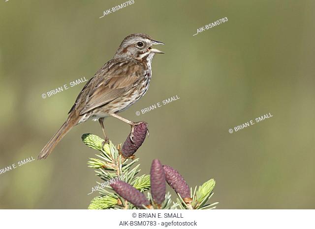 Adult Song Sparrow, Melospiza melodia Kamloops, British Columbia June 2015