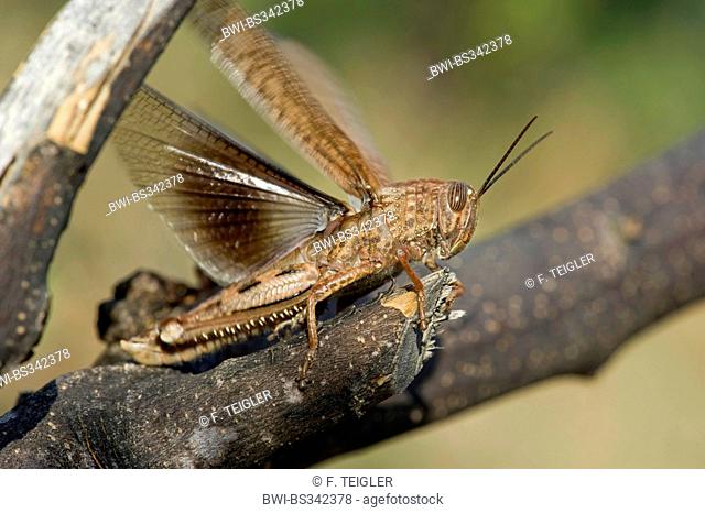 Egyptian grasshopper, Egyptian Locust (Anacridium aegyptium, Anacridium aegypticum), sitting on a branch flapping wings