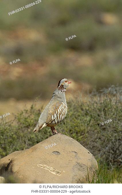 Barbary Partridge Alectoris barbara adult male, calling, standing on rock, Fuerteventura, Canary Islands, march