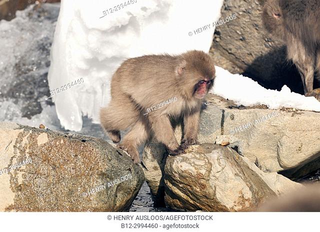Japanese macaque or snow japanese monkey , walking by the riverside (Macaca fuscata), Japan