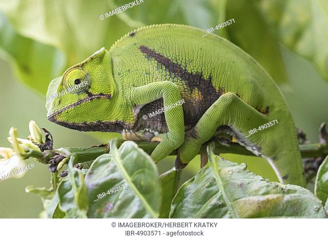 Parson's chameleon (Calumma parsonii) in tree, Andasibe-mantadia national park, Madagascar, Africa