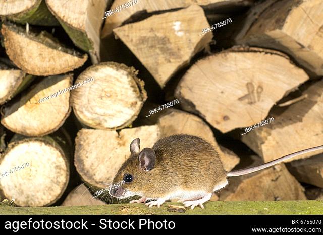 Yellow-necked mouse (Apodemus flavicollis) in front of wood pile, firewood pile, Lembruch, Lower Saxony, Germany, Europe