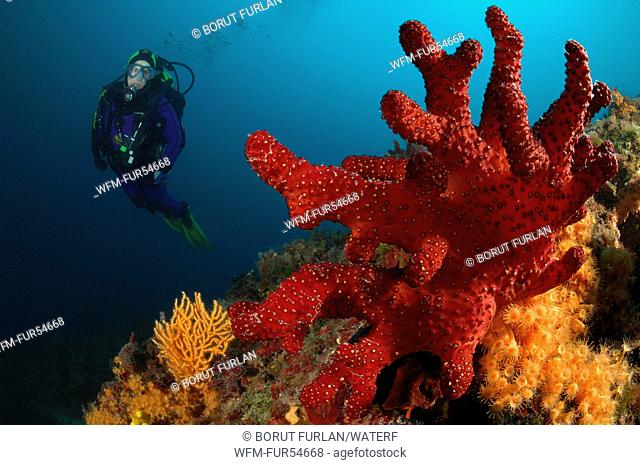 Red Finger Soft Coral and Scuba Diver, Alcyonium palmatum, Cres Island, Adriatic Sea, Croatia