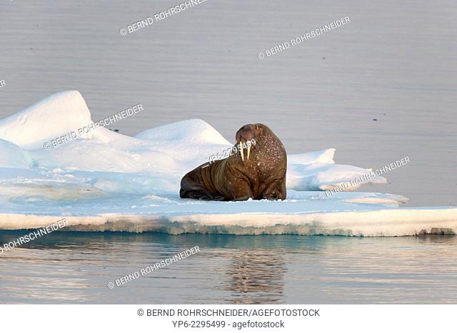 Walrus (Odobenus rosmarus) lying on ice floe in the light of the midnight sun, Hinlopenstretet, Spitsbergen, Svalbard