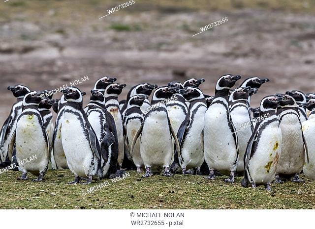 Magellanic penguin (Spheniscus magellanicus) breeding colony on Carcass Island, Falkland Islands, South America