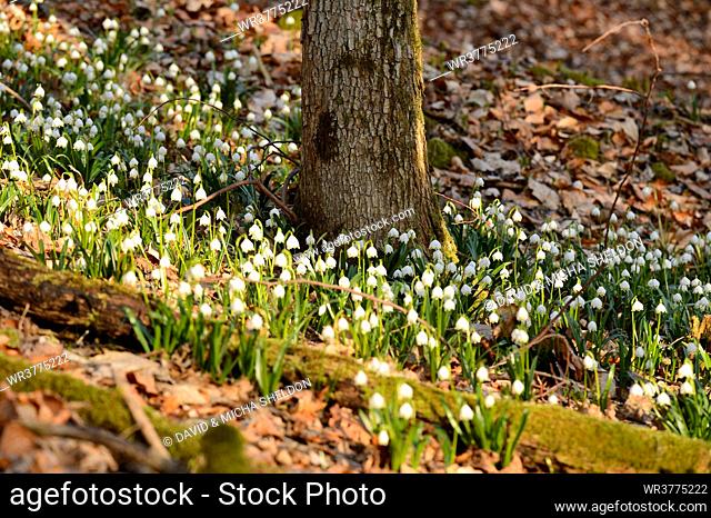Spring Snowflakes, Leucojum vernum, in forest, Upper Palatinate, Bavaria, Germany, Europe
