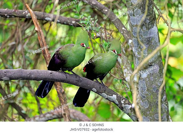 Guinea-Turako, (Tauraco persa), adult couple on tree, Africa