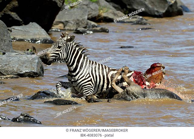 Plains Zebra (Equus guagga), mortally wounded by crocodile attack, running ashore, Nile crocodile (Crocodylus niloticus), with bloody, open mouth, Mara River