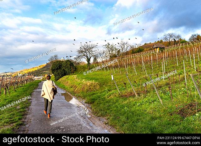 24 November 2023, Hesse, Heppenheim: A man walks through the vineyards. Photo: Sascha Lotz/dpa. - Heppenheim/Hesse/Germany