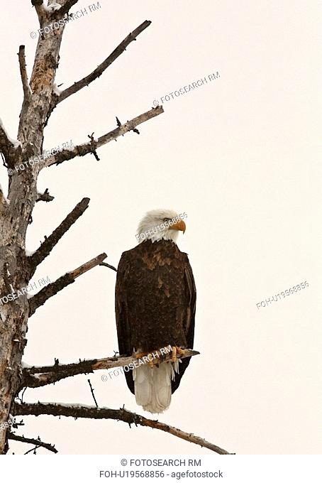 tree nature bald eagle perched in mature bird