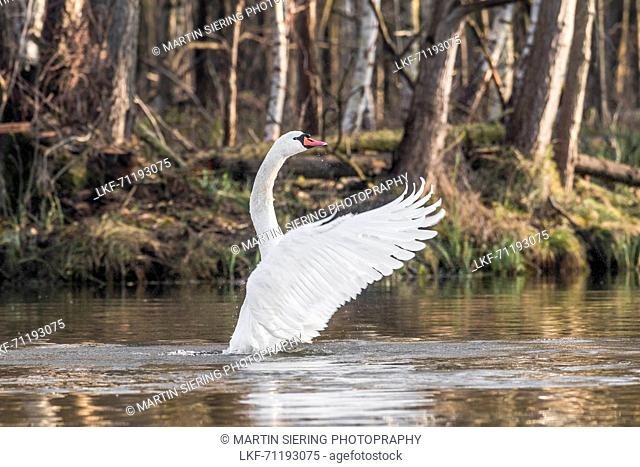 Spreewald Biosphere Reserve, Brandenburg, Germany, Water Hiking, Kayaking, Recreation Area, Wilderness, River Landscape, Swan spreading its wings, Mute Swan