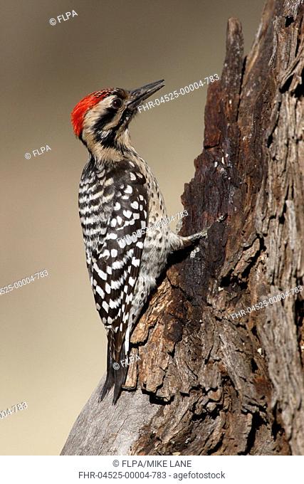Ladder-backed Woodpecker Picoides scalaris adult male, clinging to tree trunk, Arizona, U S A , winter