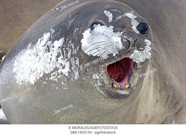 Antarctic, South Georgia, Salisbury plains, Southern Elephant Seal, Mirounga leonina, female