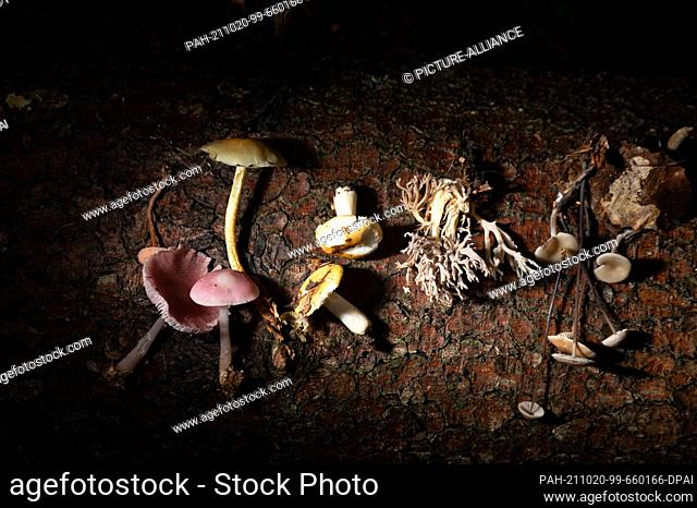 15 October 2021, Hessen, Nidderau: The mushrooms reddish Lacktrichterling (l-r), pink radish helmet mushroom, green-leaved sulphur head