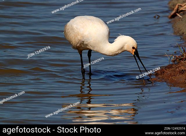 Eurasian or common spoonbill in nature Island Texel, Holland