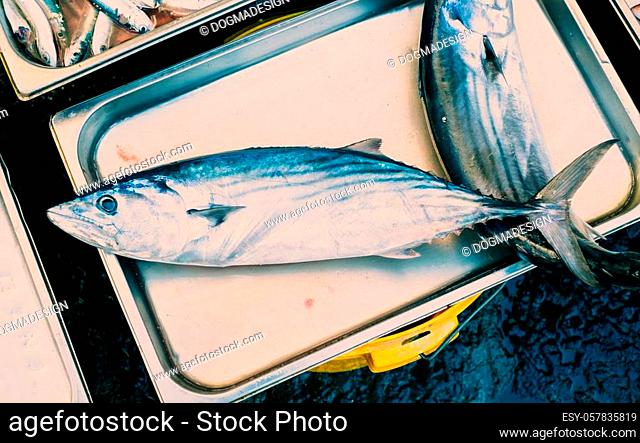 little tuna fish locally called ""palamita"" in a metal box at the fish market in Catania, Sicily