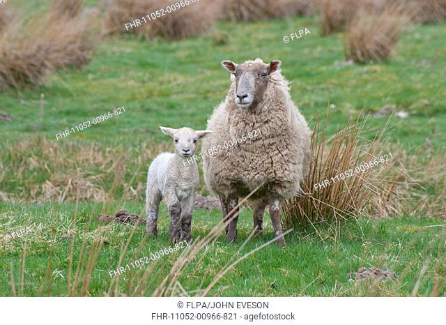 Domestic Sheep, Charollais x Scottish Blackface ewe with Charollais sired lamb, standing in pasture, Scotland, april