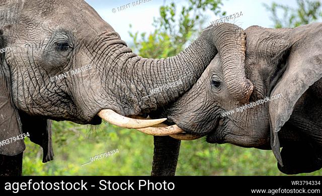 Two Elephants, Loxodonta africana, greet each other