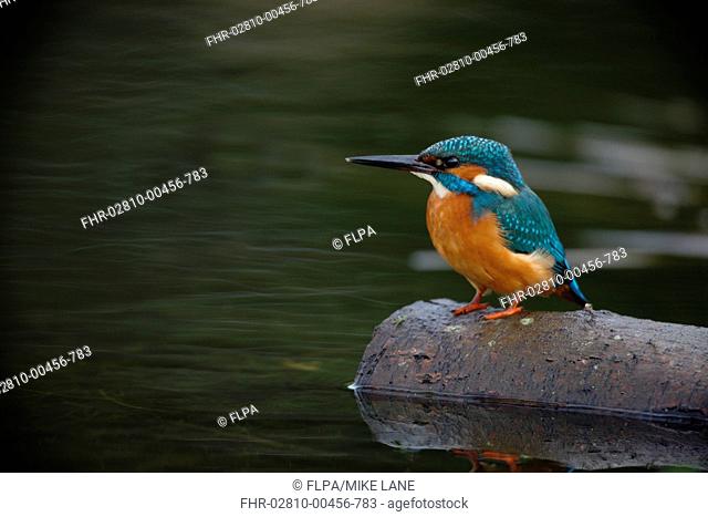 Common Kingfisher Alcedo atthis adult, perched on log in water, Worcestershire, England, october