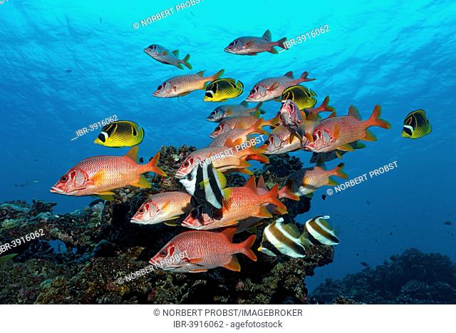 Shoal of Sabre Squirrelfish, Giant Squirrelfish or Spiny Squirrelfish (Sargocentron spiniferum) swimming in front of a coral reef