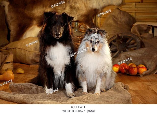 Two Shetland Sheepdogs sitting side by side in a barn