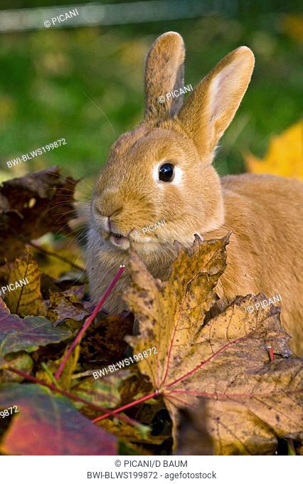 dwarf rabbit Oryctolagus cuniculus f. domestica, red dwarf rabbit nibbling maple leaves