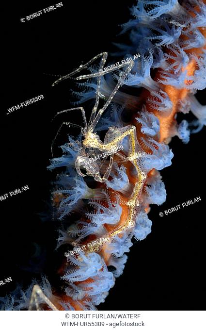 Skeleton Shrimp, Caprellide sp., Flores, Indonesia