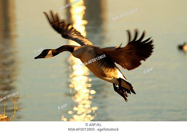 Canadian Geese in flight over water