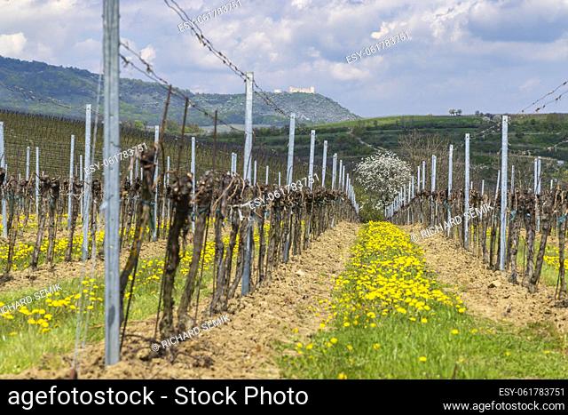 Spring vineyards under Palava near Milovice, Southern Moravia, Czech Republic