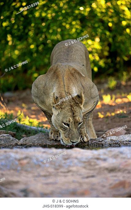 Lion, (Panthera leo), adult female drinking at water, Tswalu Game Reserve, Kalahari, Northern Cape, South Africa, Africa