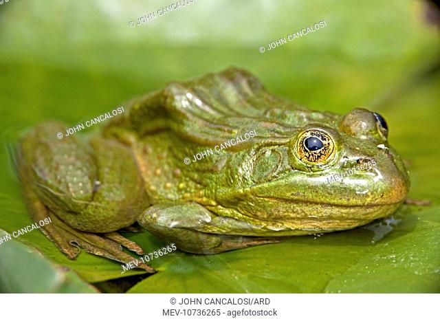 Chiricahua Leopard Frog (Rana chiricahuensis)