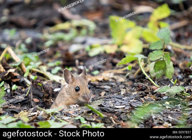 Wood mouse (Apodemus sylvaticus) looks out of the den, Hesse, Germany, Europe