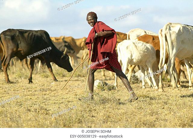 Masai herdsman minding his cattle near Nairobi National Park in Kenya, Africa