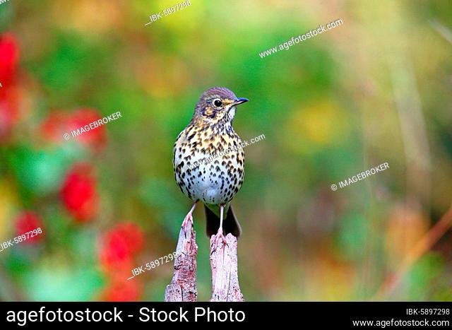 Song thrush (Turdus philomelos) sits on a root, Solms, Hesse