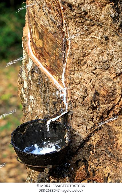 South east Asia, India, Tripura state, harvesting latex from rubber trees