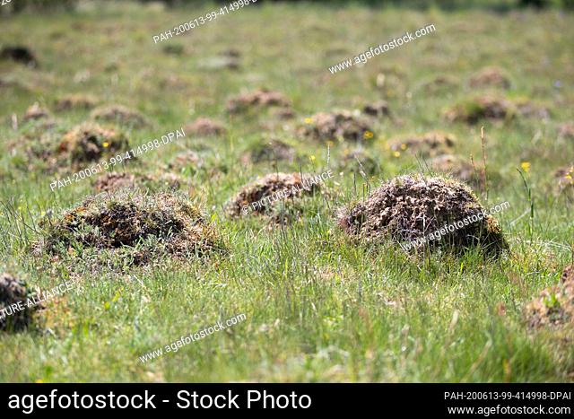 02 June 2020, Baden-Wuerttemberg, Aalen: An anthill on a meadow in the nature reserve Dellenhäule. The area is called the ant town