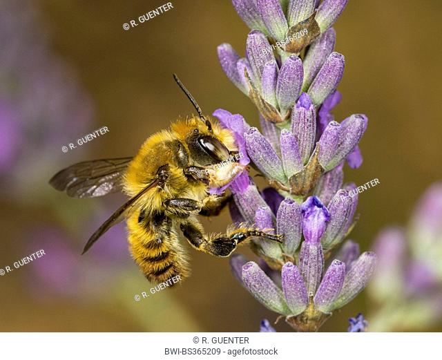 Megachile maritima (Megachile maritima), male foraging on English lavender (Lavendula angustifolia), Germany