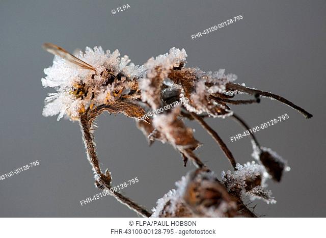 Common Wasp Vespula vulgaris dead adult, covered with frost ice crystals, frozen on dead flowerhead, Sheffield, South Yorkshire, England, January