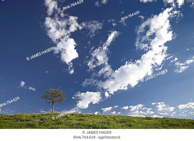 Clouds and pine, Custer State Park, South Dakota, United States of America, North America
