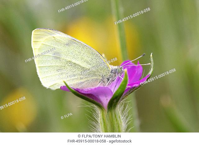 Small White Butterfly Pieris rapae adult, resting on Corncockle Agrostemma githago flower, England