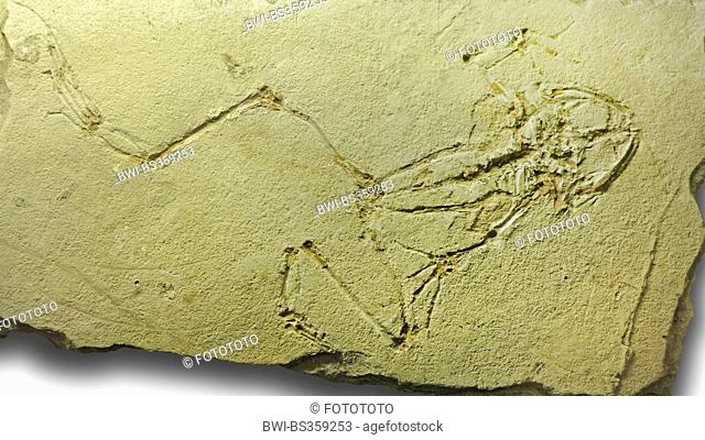 frog (Rana pueyoi), fossile frog from Palaeocene (65-25 million years), location Spain