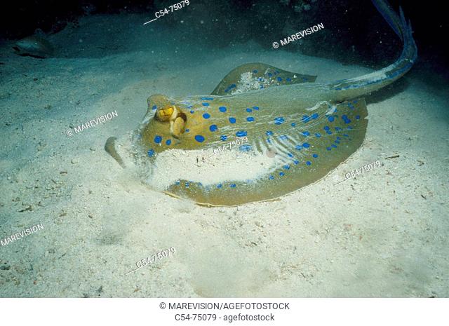 Bluespotted Ribbontail Ray (Taeniura lymma). Red Sea
