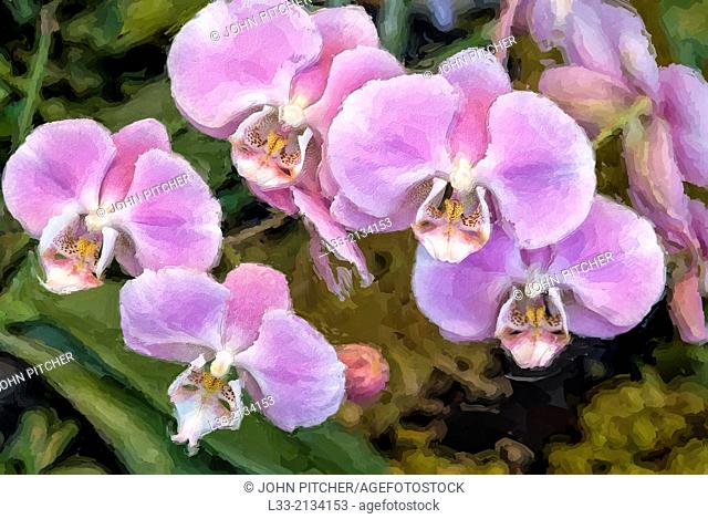 Multicolored phalaenopsis orchids