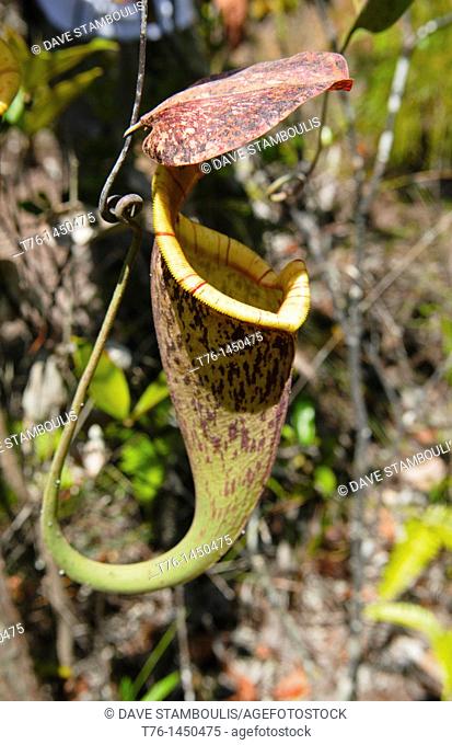carnivourous pitcher plant Nepenthes albomarginata in Bako National Park in Sarawak, Borneo, Malaysia