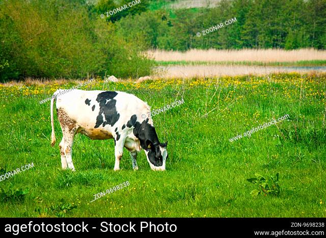 Cow grazing on a green meadow in the summertime