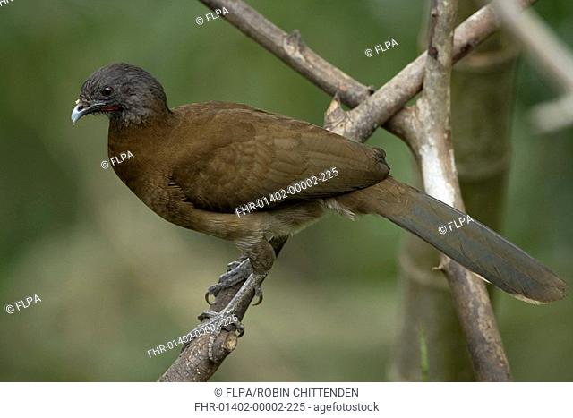 Grey-headed Chachalaca Ortalis cinereiceps adult, perched on branch, Costa Rica, march