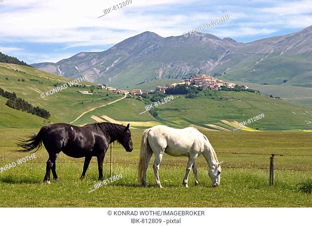 Horses in front of the village of Castelluccio, Piano Grande or Great Plain, Umbria, Italy, Europe