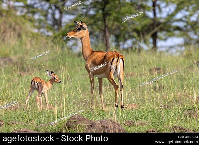 Africa, East Africa, Kenya, Masai Mara National Reserve, National Park, impala (Aepyceros melampus), female with a baby, on alert because of a predator
