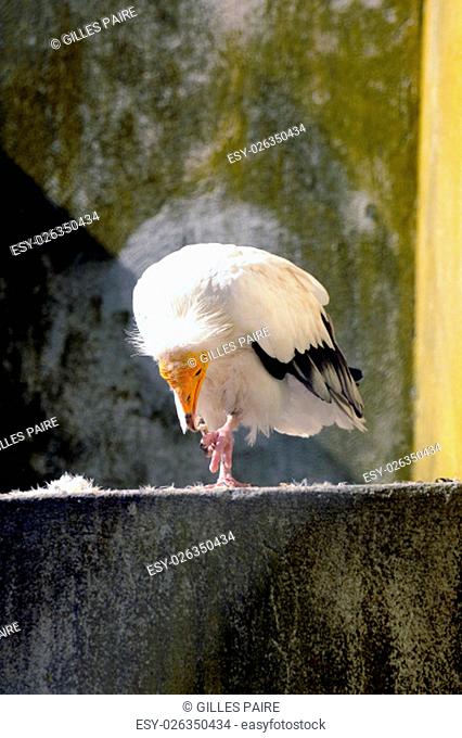 White vulture bird park of Saintes-Maries-de-la-Mer in the Camargue