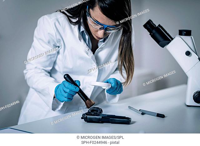 Forensic Science in Lab. Forensic Scientist examining gun for evidence